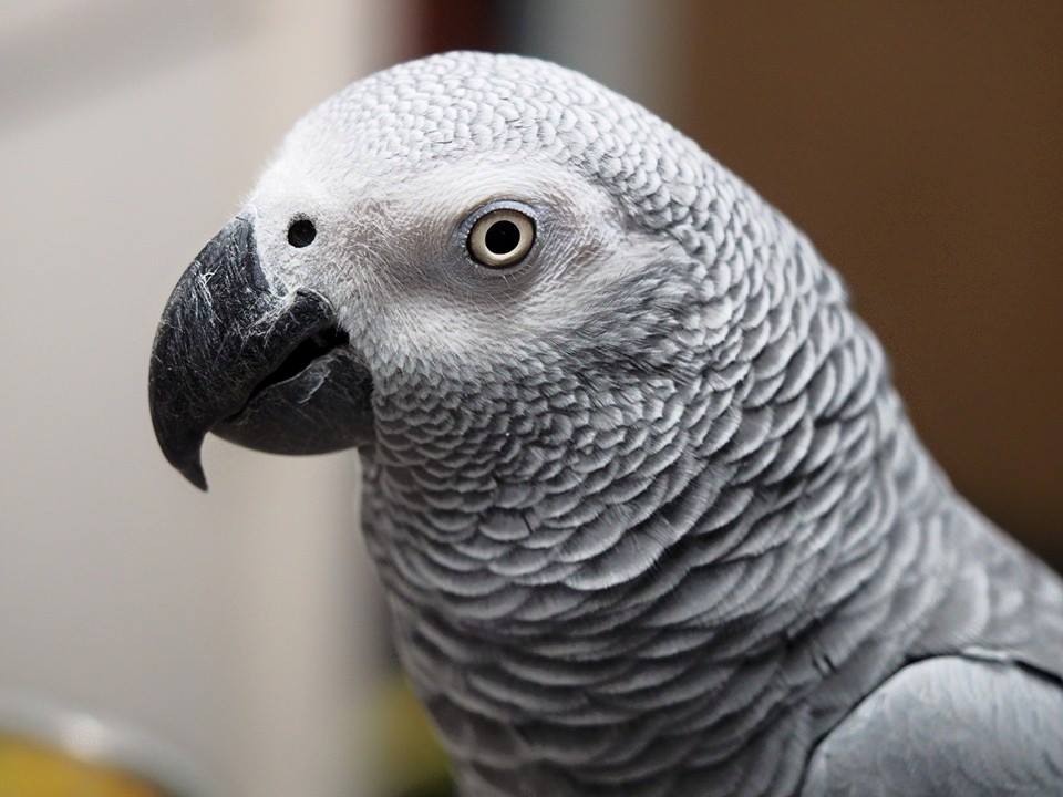 Tinkerbell: African Grey Parrot