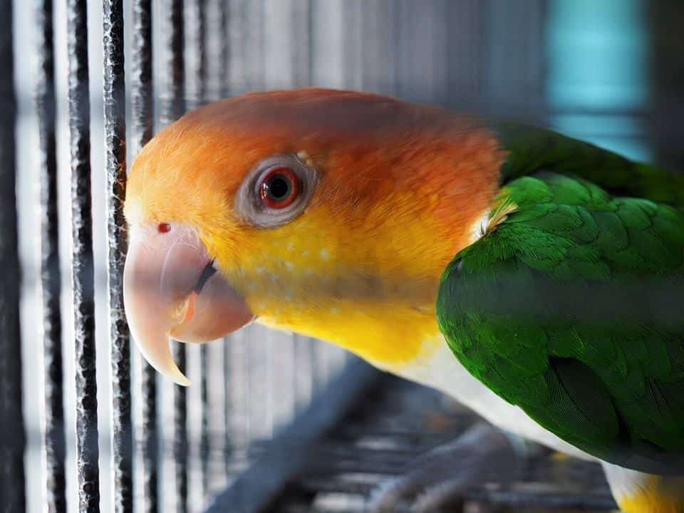Rocco: Caique Parrot