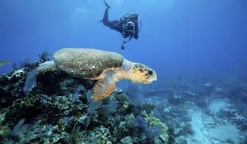 Getting Started with Digital Underwater Photography 2022