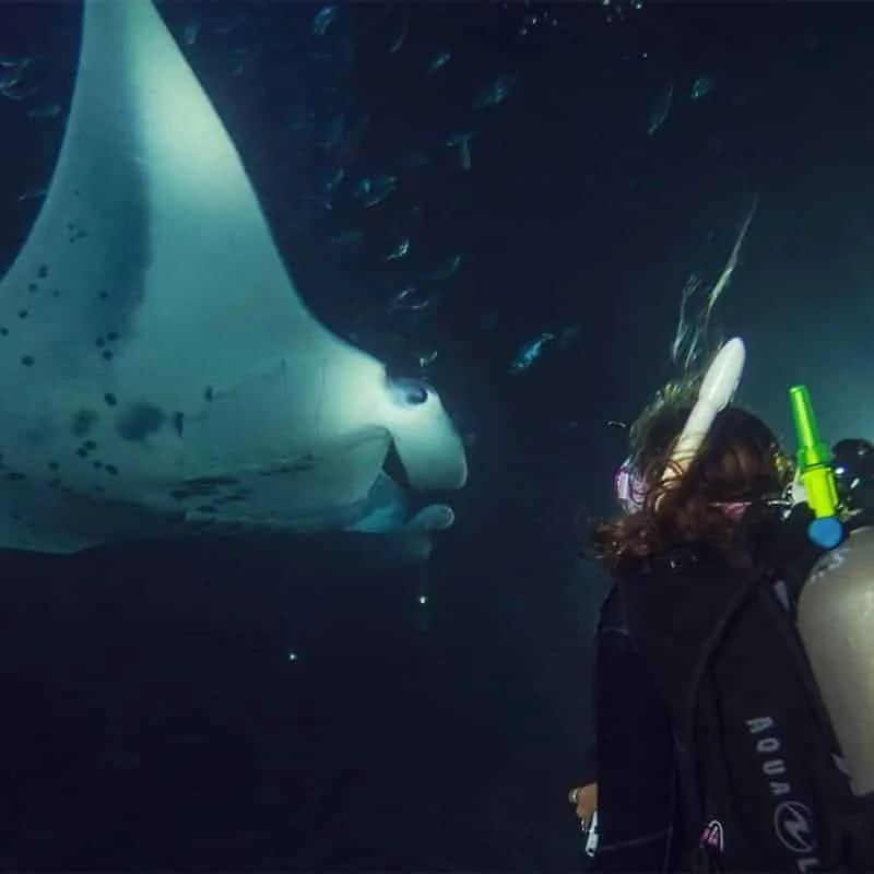 PADI Night Diver Night Diver 2026